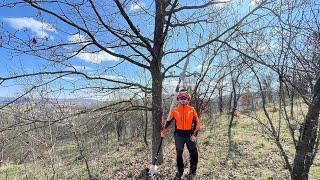 Cutting down a big tree with Stihl Msa 300 and Stihl Ht 103 pole saw.