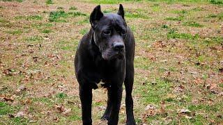 Introducing a new Cane Corso to my dogs