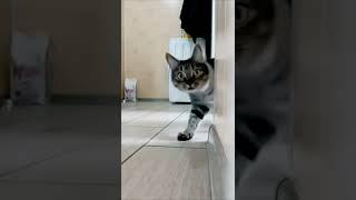 cat vidio #shorts #babycat #catvideos