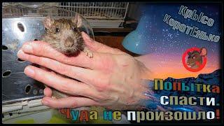 Попытка спасения отравленной дикой крысы. Часть 2 Чуда не случилось.  Wild Rats 