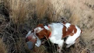 Hungarian Partridge Hunting