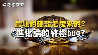 烏龜的硬殼怎麼來的？進化論的終極bug？  好奇害死貓