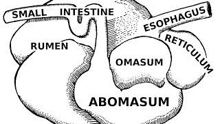 Digestive Systems of Livestock Anatomy