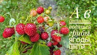 По диким лесам Подмосковья есть ли грибы? ягоды? Едем на разведку. Лето. Отпуск. Жара.