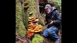 Foraging and Cooking Chicken of the Woods Mushrooms