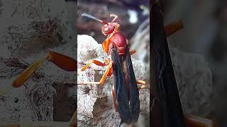 Ill scratch my back you scratch yours A red paper wasp shows us how its done  #shorts