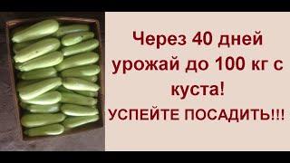 УСПЕЙТЕ ПОСАДИТЬ ЭТОТ СОРТ КАБАЧКА - СОЗРЕВАНИЕ 45 ДНЕЙ