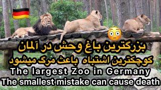 باغ وحش بزرگ آلمان،همه حیوانات آزاد میباشدباید باموتر داخل شد،کوچکترین اشتباه میتواند باعث مرگ شود
