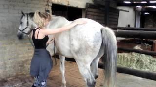 Horse Massage #1.2