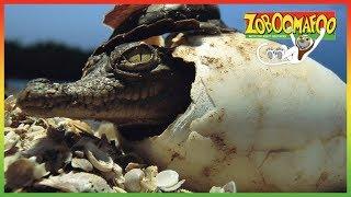  Zoboomafoo 135  Whos in the Egg?  Animal shows for kids  Full Episode 