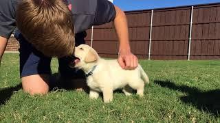 King - MALE Lab Puppy Temperament Test