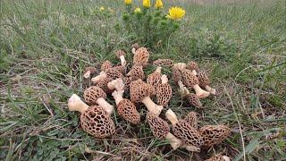 Грибы сморчки в Крыму начинаются удачный сбор грибов 2023