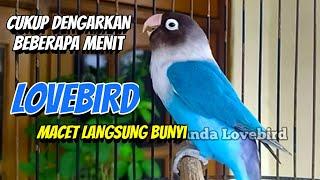 LB Fighter Ngekek Panjang LOVEBIRD PASTI SUKA DENGAR BEBERAPA MENIT LB Macet Langsung BUNYI