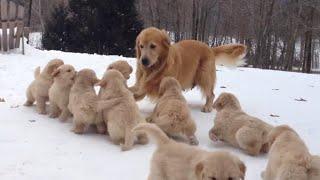 Golden Retriever Plays With Her Puppies  Puppy Pile