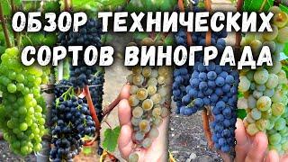 Обзор технических  сортов винограда.