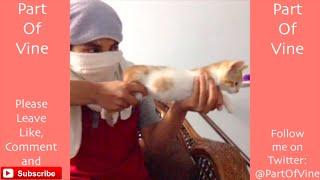 Funny Cats 2015 - Vine Compilation - BEST VINES ️