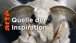 Schmetterlinge - Quelle der Inspiration  Doku HD  ARTE