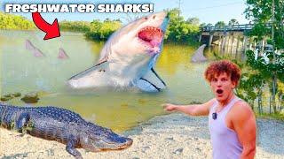 I Found FRESHWATER SHARKS In GATOR INFESTED Water