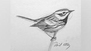 Cute Bird drawing easy  Bird sketch drawing