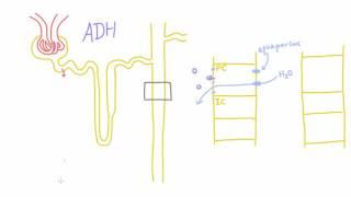 How does Antidiuretic Hormone ADH work?