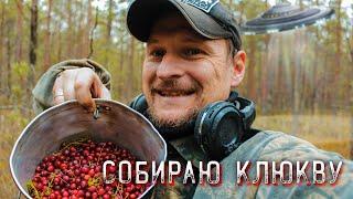 Собираю клюкву на болоте. Поход выходного дня Picking cranberries in the swamp. Weekend hike