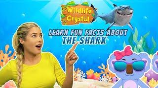 Shark Facts