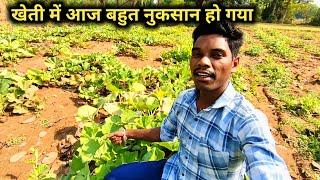 खेती में आज बहुत नुकसान हो गई  हमारी खेती किस प्रकार की है  lifestyle vlogs #vlog