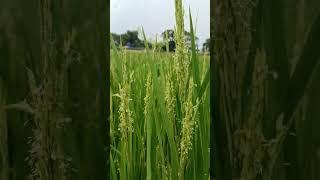 Rice flowers  White beauty in green beauty