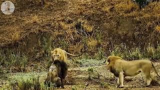 LION VS LION 獅於vs獅子打精彩 打 鬥SHORTS獅子 間的 精 彩戰鬥