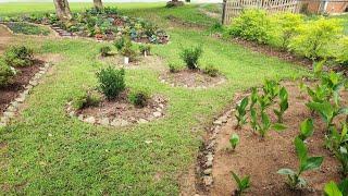 Tour of my side garden west side of the house in GA zone 8a. Evergreens shrubs and perennials.