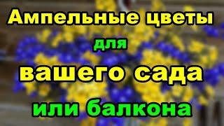 8 красивых ампельных растений для сада  Советы дачникам