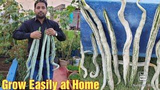 How to grow snake gourds from seeds easily at Home seed To Harvest with Amazing results