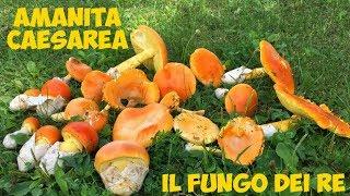 Amanita caesarea IL FUNGO DEI RE sub Eng 