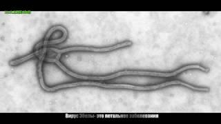 Вирус Под Названием Эбола