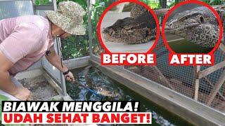 PELEPASAN BIAWAK LIAR YG MASUK RUMAH 