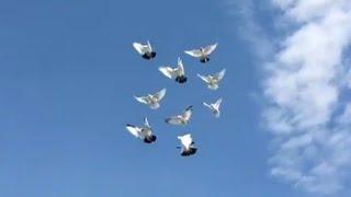 Iraqi Anabersra Tumbler Pigeons Landing Pattern