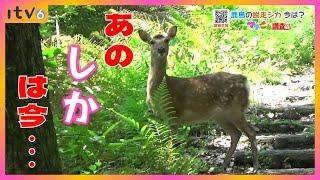 1年前に逃げた鹿はどうなった?　北条鹿島の「脱走シカ」の今・・・【マチこえ調査隊】