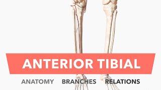 Anterior Tibial Artery - Anatomy Branches & Relations