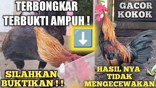 CARA MEMBUAT AYAM PIKAT RAJIN BERKOKOK