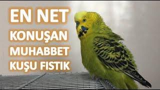 En net konuşan muhabbet kuşu Fıstık #dinletkonuşsun