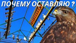 Особые голуби теперь как мишень для Хищника   pigeon pigeons