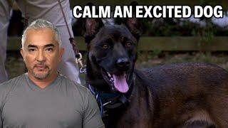 How To Calm A Belgian Malinois Dog  Dog Nation Episode 7 - Part 3