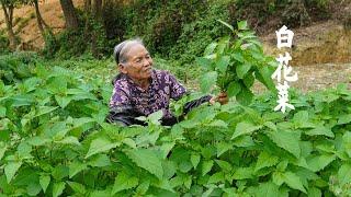 是野菜還是野草？ 有人嫌它苦澀無味，有人摘它天天打湯｜Bitter weed used by Guangxi grandma for cooking｜广西 美食｜ 玉林阿婆