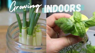 Grow INDOORS  Growing Lettuce Microgreens & More