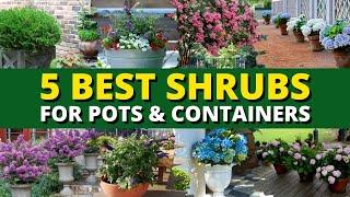 Top 5 Best Shrubs for Pots and Containers 🪴  Garden Trends 