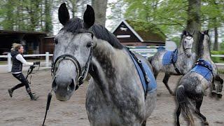 Panisches Pferd nicht mehr zu therapieren? Falco Trauma sitzt tief und kennt keine Ausnahmen