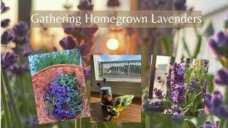 #1 ตัดลาเวนเดอร์ ลาเวนเดอร์ปลูกที่ระเบียงครั้งแรก I 1st Time gathering Lavenders 