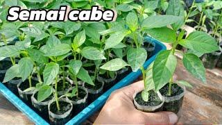 Semai cabe rawit di polybag