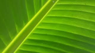 Banana Leaves Are Trippy  Psychedelic Trip  Trippin