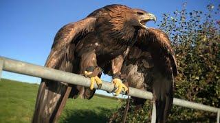 Hunting with Golden Eagles in the UK. Epic Flights
